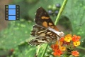 Scene 46_White Bodied Orange Spotted Brown Riodinidae on a Flower